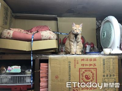 天氣寒冷！橘貓被挖起床顧店　整天臭臉瞪阿母：還沒睡飽啦