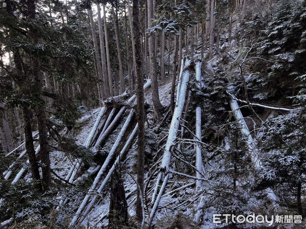 ▲▼22日上午9-10點，369山莊前往黑森林，雪山北峰途中拍攝。積雪不深，約在腳踝以下。（圖／張又方提供）