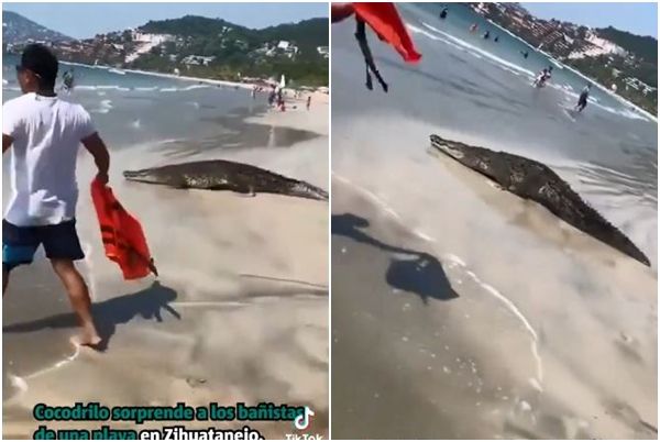▲▼墨西哥度假海灘一對母女戲水，卻意外拍到「鯊魚吃人」恐怖瞬間。（圖／翻攝自X、TikTok）