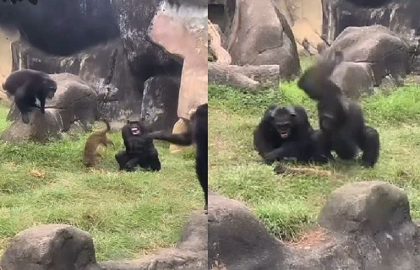 ▲▼動物園黑猩猩。（圖／翻攝自黑色豪門企業）