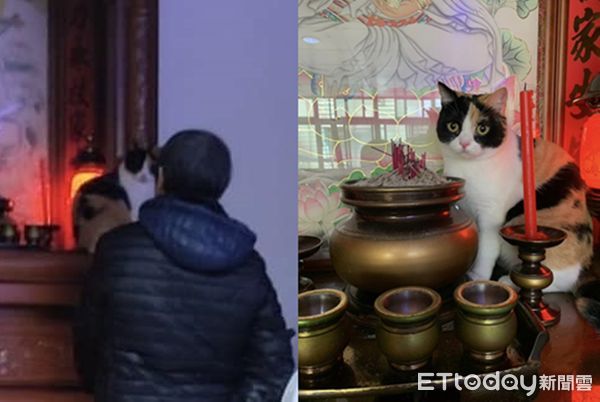 ▲喵孫爬上神桌阿嬤猛盯　「寵溺一句話」笑噴家人：誰說不喜歡貓？（圖／網友鄭如玉提供）