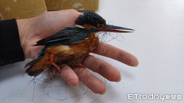 ▲台南鳥會救傷組接獲有人非法設置鳥網，有許多鳥類被卡在網子上急需救援，救傷組緊急出動救鳥。（圖／台南鳥會提供，下同）