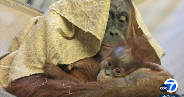 丹佛動物園8月誕生一隻紅毛猩猩西斯卡，不過無法確定的生父是誰。（圖／翻攝自abc7.com）