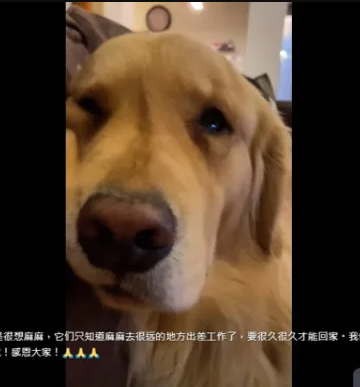 ▲周海媚愛犬哭了。（圖／翻攝金毛周六六抖音）