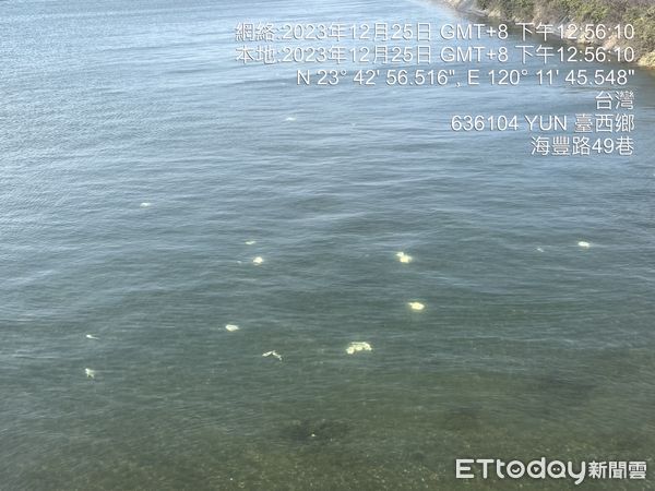 ▲雲林沿海氣溫驟降，低溫導致虱目魚凍傷，回溫時引發大量暴斃。（圖／台西鄉民代表陳文求提供）