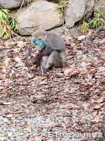 ▲埔里獼猴「遭膠帶綑綁」雙手布滿血痕　協會氣：可能是被虐脫逃的。（圖／台灣獼猴共存推廣協會授權提供）