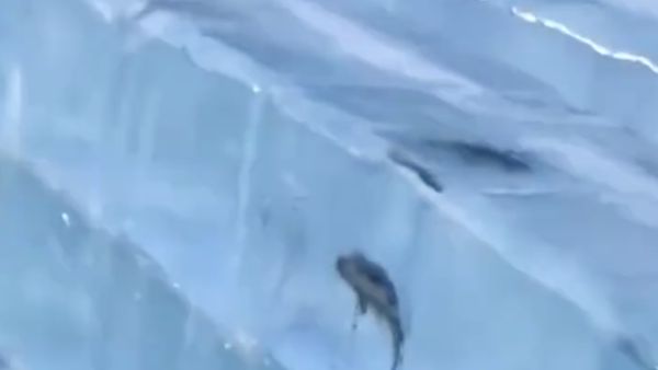 ▲不少民眾發現哈爾濱冰雕內有魚。（圖／翻攝微博）