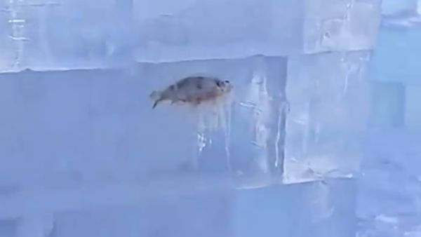 ▲不少民眾發現哈爾濱冰雕內有魚。（圖／翻攝微博）