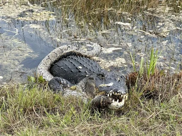 ▲▼美國佛州一頭巨鱷魚吞食一條蟒蛇，驚人畫面曝光。（圖／翻攝自Facebook／Alligators of Florida@Alison Joslyn）