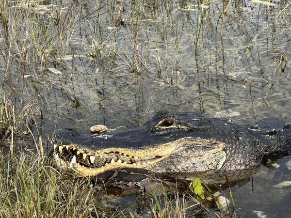 ▲▼美國佛州一頭巨大鱷魚吞食一條蟒蛇，驚人畫面曝光。（圖／翻攝自Facebook／Alligators of Florida@Alison Joslyn）