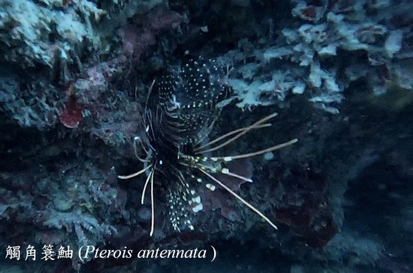 ▲海底總動員「神仙魚」現蹤蝙蝠洞　潛水員笑：恭喜吉哥逃離水族缸。（圖／新北市動保處提供）