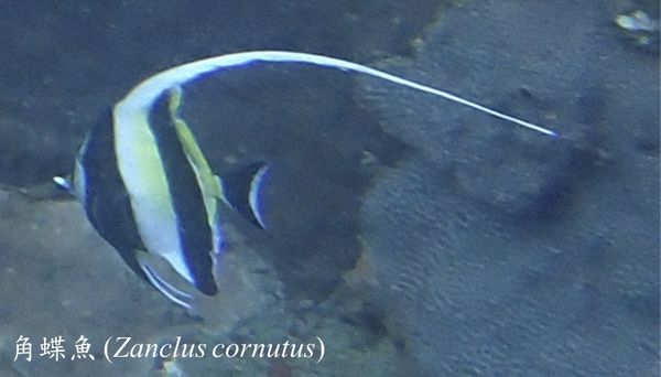 ▲海底總動員「神仙魚」現蹤蝙蝠洞　潛水員笑：恭喜吉哥逃離水族缸。（圖／新北市動保處提供）