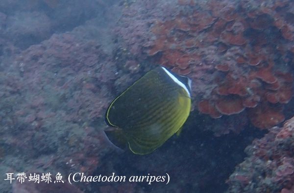 ▲海底總動員「神仙魚」現蹤蝙蝠洞　潛水員笑：恭喜吉哥逃離水族缸。（圖／新北市動保處提供）