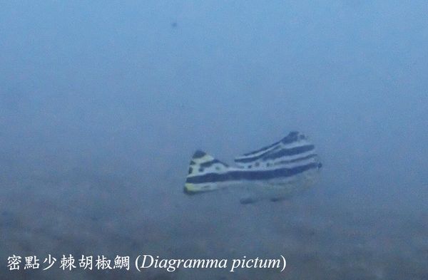 ▲海底總動員「神仙魚」現蹤蝙蝠洞　潛水員笑：恭喜吉哥逃離水族缸。（圖／新北市動保處提供）