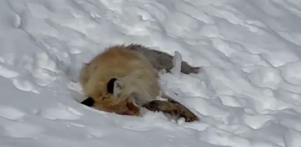 ▲新疆阿勒泰喀納斯景區的網紅野生狐狸疑因遊客過度餵食身亡。（圖／翻攝極目新聞）