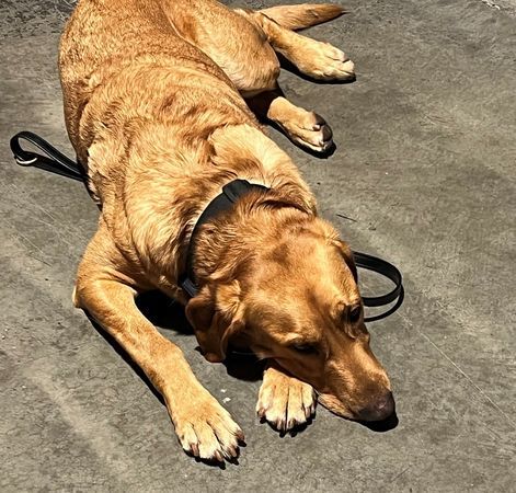 ▲警犬隊成員分別有3隻人類遺骸探測犬、2隻現場搜救犬。（圖／翻攝自Facebook／Washington State Task Force）