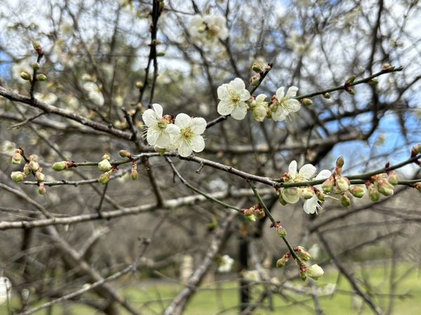 ▲桃園復興區「角板山行館」梅花開3成，預計明年1/6進入花況巔峰。（圖／桃園市風管處提供）