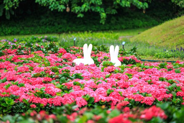 ▲內湖「大溝溪生態治水園區」首次以近萬盆繡球花、近5千盆草花打造出愛心花海。（圖／北市水利處提供）