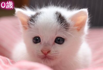 稚嫩貓寶寶養3年變「圓身胖大叔」　對比照嚇到萬人：現在好醜