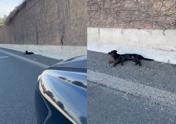 ▲「瀕死黑狗」躺在高速公路上　暖男火速送醫治療：胃裡竟然有骨頭（圖／翻攝自Facebook／David Loop）