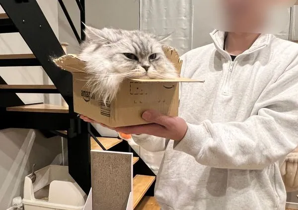 巨貓縮進紙箱「剩1顆頭」　百萬人看傻：異次元收納