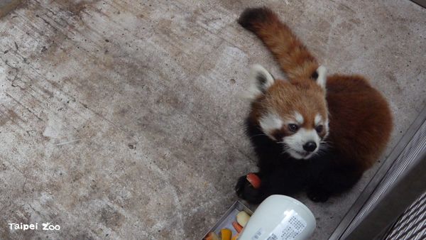 ▲▼小貓熊「未來」。（圖／臺北市立動物園提供）