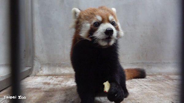 ▲▼小貓熊「未來」。（圖／臺北市立動物園提供）