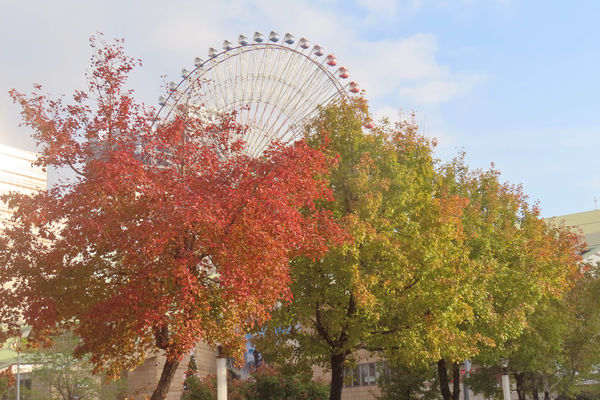 ▲北市街頭出現難得一見的楓紅景致，包含士林區中山北路、承德路567段、至善路，以及大直美麗華。（圖／公園處提供）