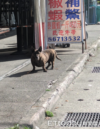 ▲租車行驚見「超低底盤虎斑狗」　網看身材笑歪：是極品組合！（圖／網友鄭小葉提供，請勿隨意翻拍，以免侵權。）