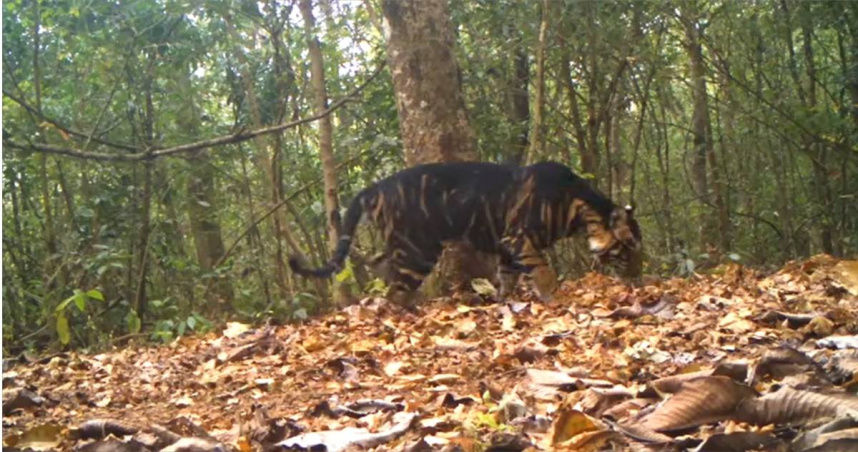全球剩不到10隻！　極罕見「黑老虎」再度現蹤印度