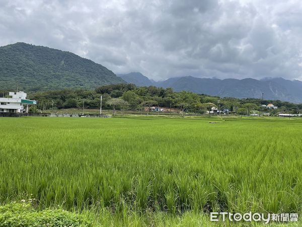 ▲▼花蓮富里鄉公所明年1月1日起，補助耕作水稻鄉親的「加強型」水稻收入保險費用10%。（圖／富里鄉公所提供，下同）