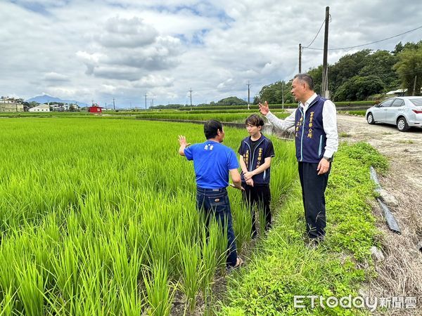 ▲▼花蓮富里鄉公所明年1月1日起，補助耕作水稻鄉親的「加強型」水稻收入保險費用10%。（圖／富里鄉公所提供，下同）