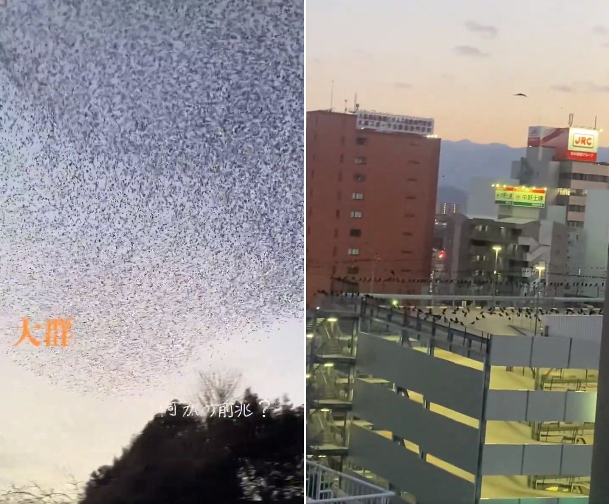 ▲日本7.6強震發生前兩天，有大量烏鴉出沒。（圖／翻攝自X）
