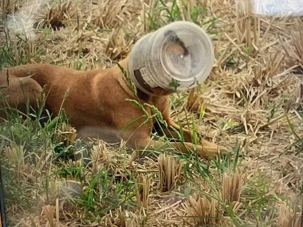 ▲彰化花壇鄉浪犬遭塑膠罐套頭。（圖／民眾提供）
