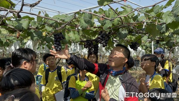 ▲南大附小彩虹斑馬團隊特地赴彰化大村及二林進行葡萄主題戶外教育，體驗葡萄產業知識，也更了解永續環境議題。（圖／記者林東良翻攝，下同）