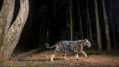 印度罕見黑老虎「身體大面積黑皮」　基因突變數量少！網驚：像墨水