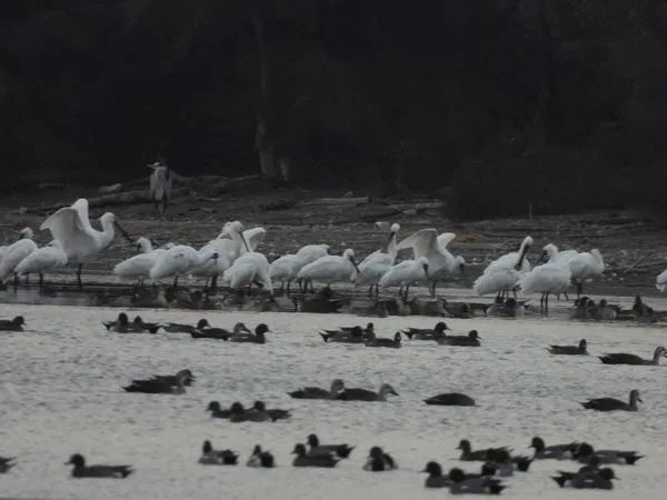 ▲▼             黑面琵鷺與白琵鷺慈湖現蹤。（圖／金門縣野鳥學會提供）