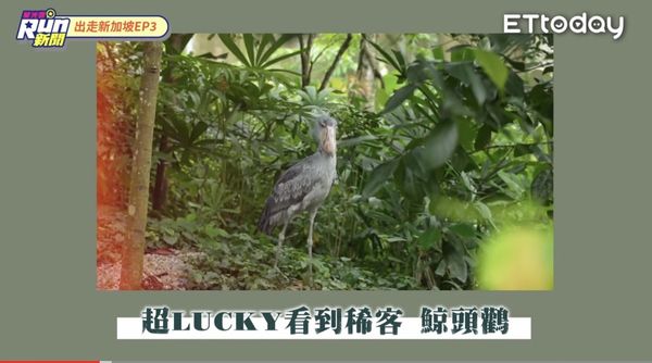 ▲▼峮峮KID前進新加坡鳥園。（圖／ETtoday）