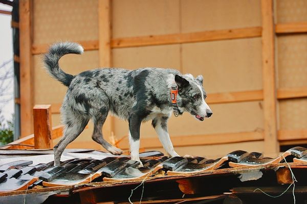 ▲▼日本汪汪隊紮災區建功！　搜救犬衝倒塌房屋「找出2受困民眾」。（圖／翻攝自X@ARROWS36899898）