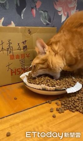 ▲▼挖土機橘貓。（圖／飼主洪獻棠提供）