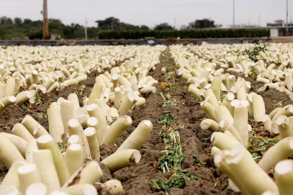 ▲▼嘉義縣布袋鎮的白蘿蔔全遭砍頭，原來是為了方便採收。（圖／翻攝自嘉義縣政府Q嘉義）