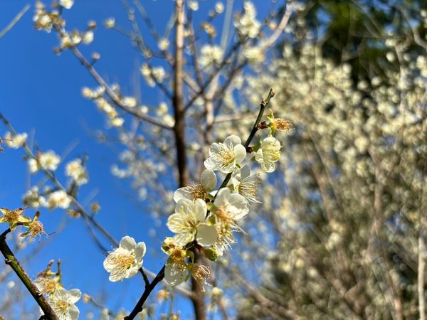 ▲桃園復興區「角板山梅花季」將於明（6日）起開跑。（圖／桃園市觀旅局提供）