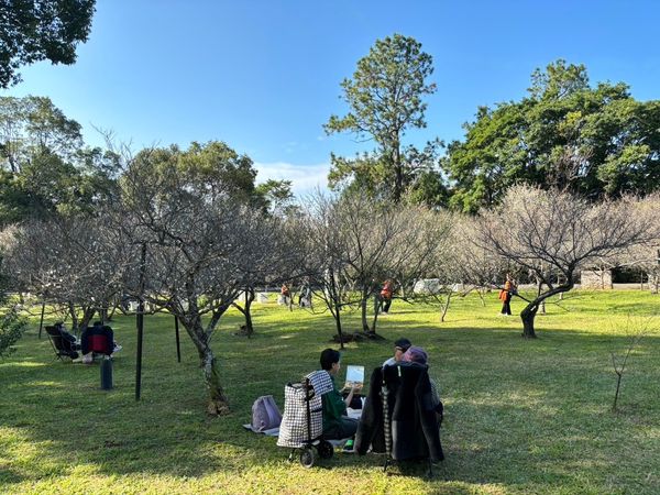 ▲桃園復興區「角板山梅花季」將於明（6日）起開跑。（圖／桃園市觀旅局提供）