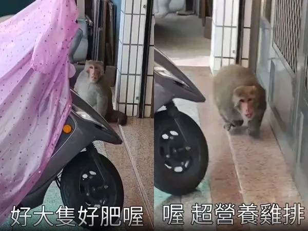 ▲▼酸高雄猴子「好肥喔」被聽到　他在街上被狂追：對不起對不起。（圖／翻攝爆料公社）