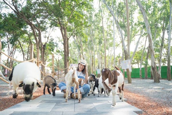 ▲「咩咩上樹萌寵樂園」有笑笑羊、水豚君、袋鼠等，還能玩高空冒險。（圖／嘉義縣政府提供）