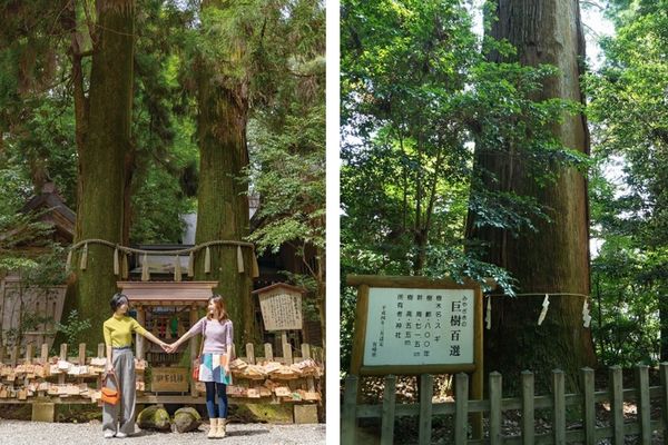 ▲▼來到高千穗，除了高千穗峽之外，高千穗神社當然也是重要景點之一。（圖／部落客飛天璇的口袋授權提供，下同，勿擅自翻攝）