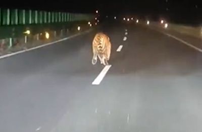 國道驚見「野生東北虎」深夜慢跑　駕駛目擊嚇壞：第一次看見