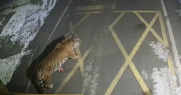 礦區凌晨驚現東北虎…前爪帶血「疑咬死一隻狗」　工作人員回應了