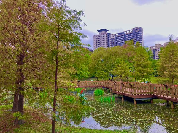 ▲新北3大落羽松公園一次看，有數百棵松林一字排開的「貢寮區環保公園」、落羽松沿著生態池環繞的「新莊頭前運動公園」，以及「坪林區九芎根親水公園」。（圖／新北市景觀處提供）