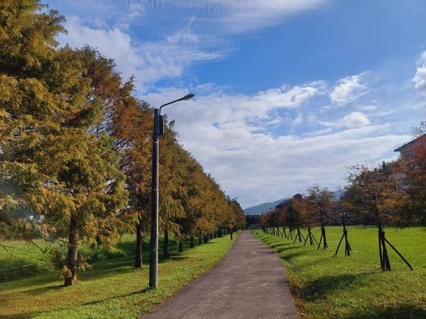 ▲新北3大落羽松公園一次看，有數百棵松林一字排開的「貢寮區環保公園」、落羽松沿著生態池環繞的「新莊頭前運動公園」，以及「坪林區九芎根親水公園」。（圖／新北市景觀處提供）